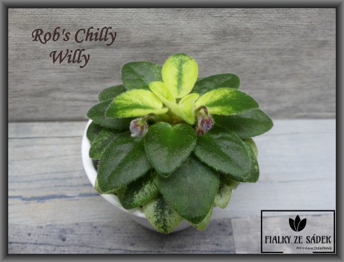 Rob's Chilly Willy